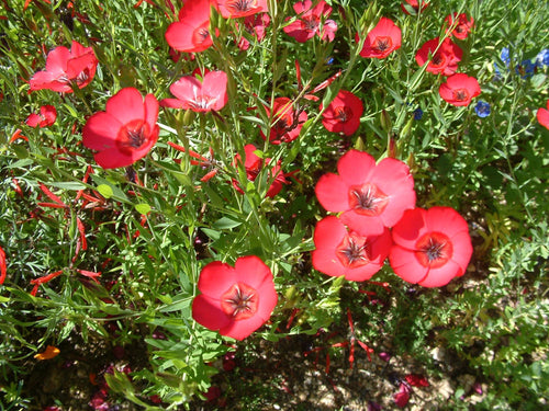 100 Scarlet Flax Seeds – Linum grandiflorum rubrum Wildflower Seeds for Pollinator Gardens, Cottage, Meadow, Natural Landscape