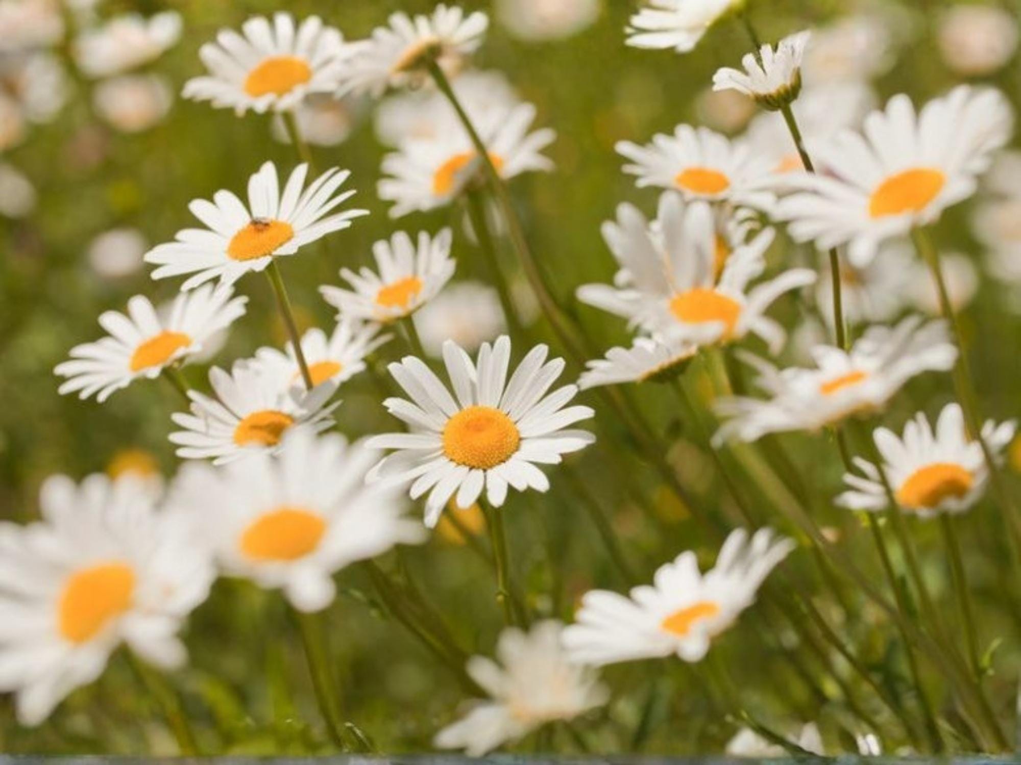 Oxeye Daisy Seeds – Leucanthemum vulgare Wildflower Seeds for Pollinator Gardens, Borders & Meadow Plantings