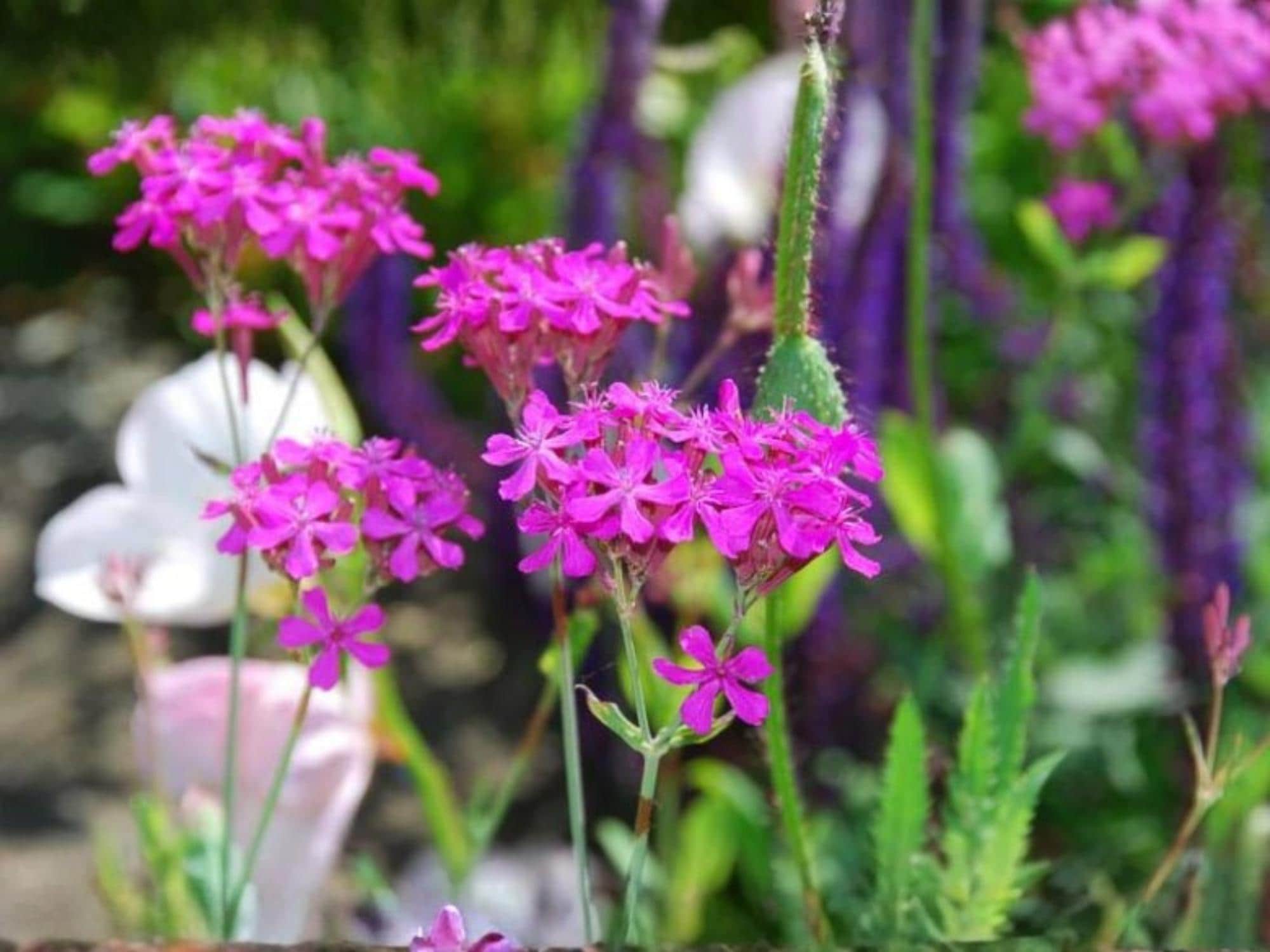 Catchfly Seeds – Silene armeria Wildflower for Pollinator Gardens, Cottage, Meadow, Natural Landscape