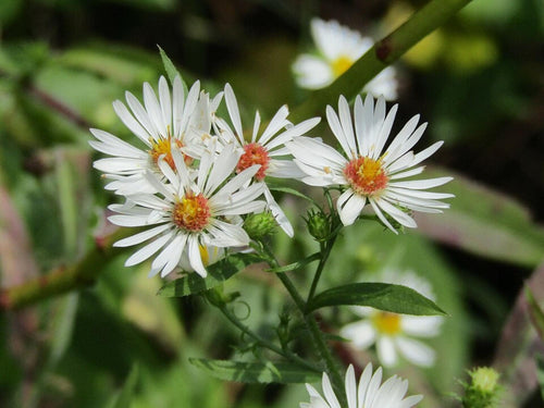100 Heath Aster Seeds – Symphyotrichum pilosum Wildflower Seeds for Pollinator Gardens, Cottage, Meadow & Natural Landscapes