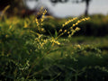Smartweed Seeds - Persicaria punctata Native Wildflower for Pollinator Gardens & Wetlands, Pink Flower Spike, Annual Plant
