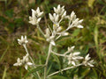 Sweet Everlasting Seeds - Native Wildflower for Pollinator Gardens, Cottage & Meadow Landscapes, Pseudognaphalium obtusifolium, 500 Seeds