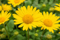 Leonardo Compact Leopard's Bane Live Plant – Yellow Daisy Perennial, Doronicum orientale, Compact Clumping Flowering Plant