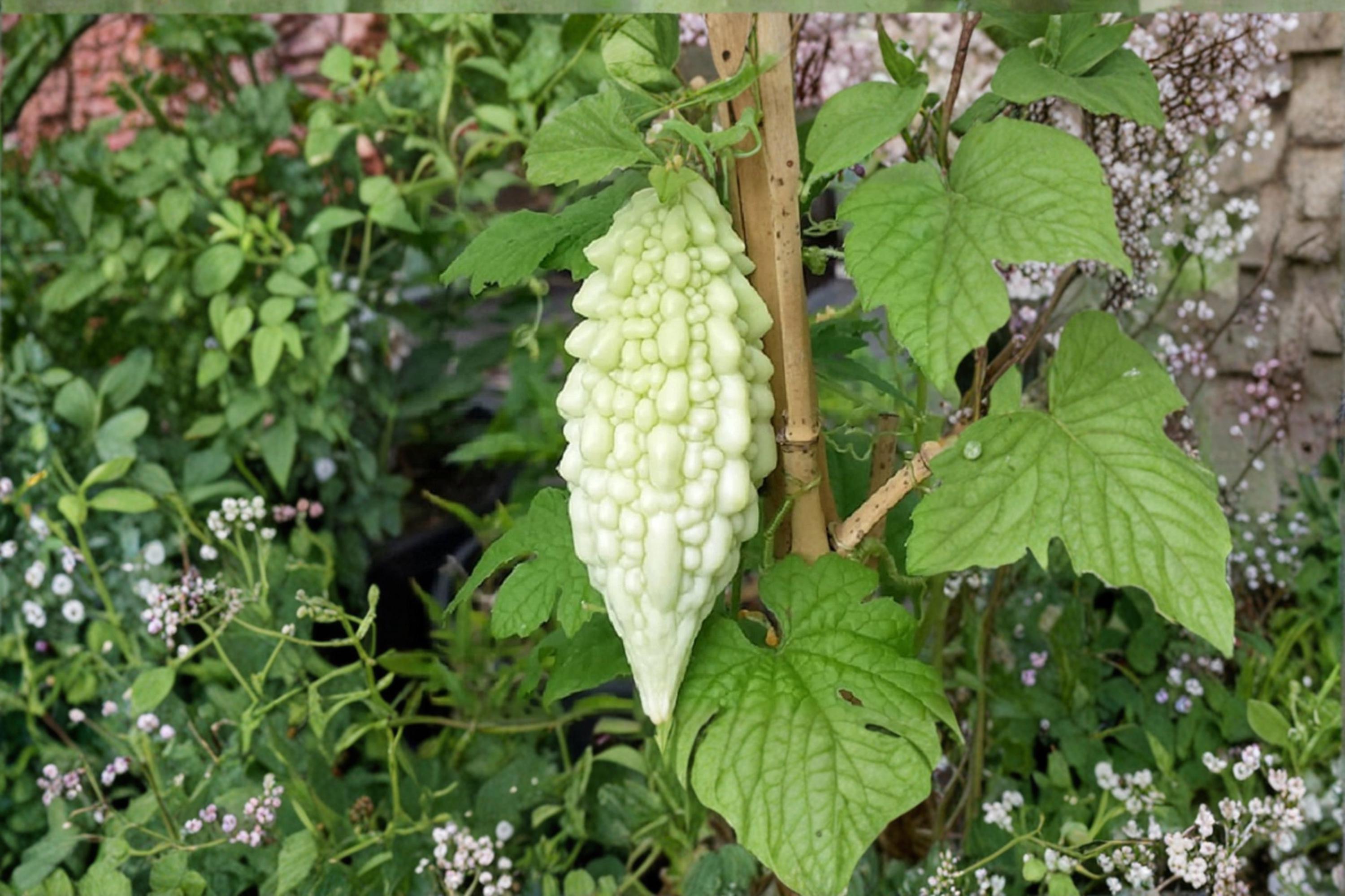 Bitter Gourd Seeds, Momordica charantia, Climbing Vine, Vegetable Seeds, Garden Plant, Edible Fruit, Outdoor Planting