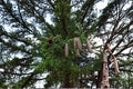 Norway Spruce Seeds – Picea abies Evergreen Tree for Landscaping, Windbreaks & Forest Plantings, 50 Seeds