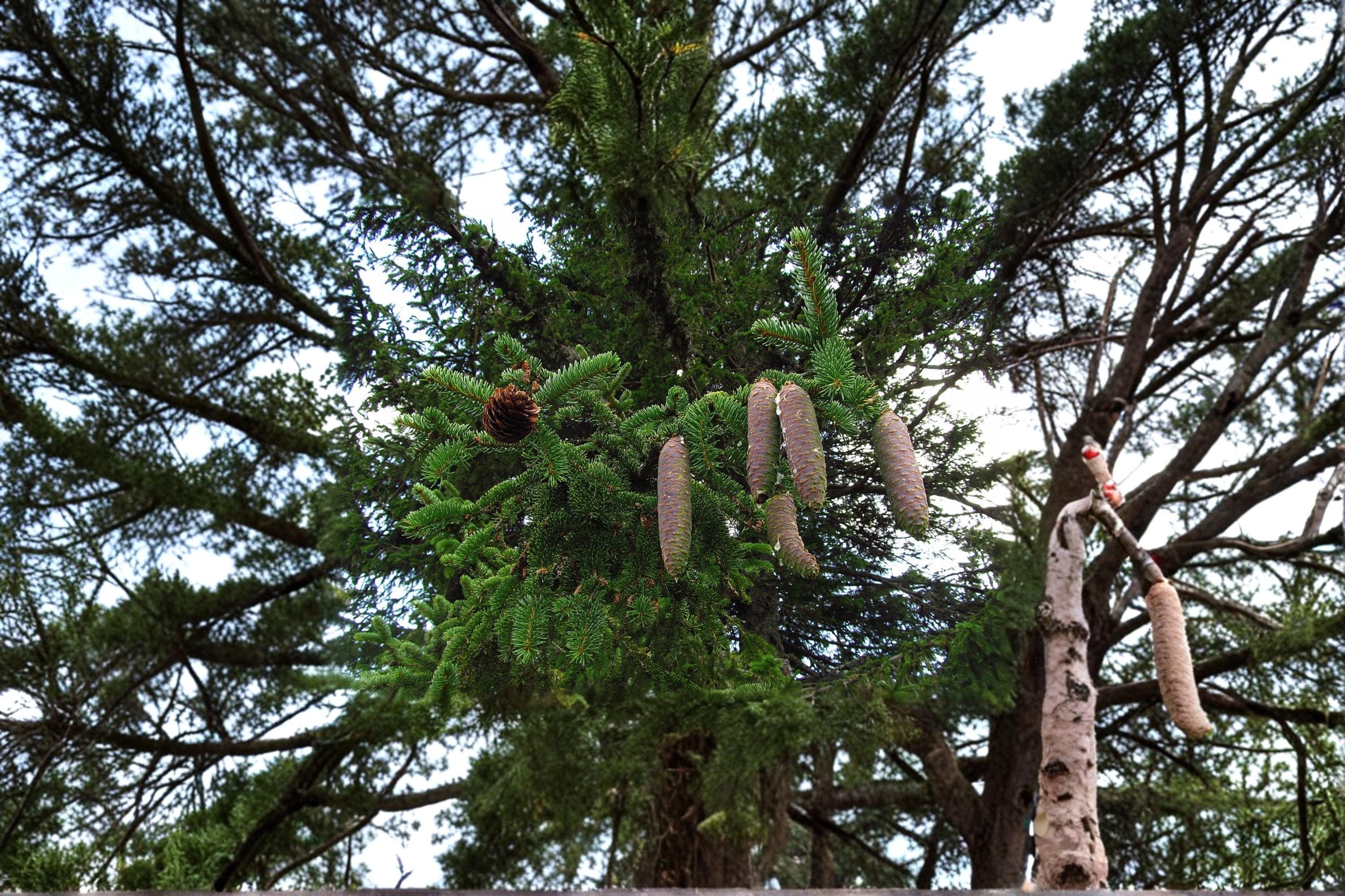 Norway Spruce Seeds – Picea abies Evergreen Tree for Landscaping, Windbreaks & Forest Plantings, 50 Seeds