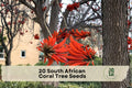 South African Coral Tree Seeds - Erythrina caffra Ornamental Flowering Tree with Coral Red Blossoms, 20 Seeds