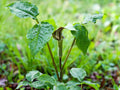 Jack-in-the-Pulpit Seeds – Arisaema triphyllum Wildflower Seeds for Pollinator Gardens, Cottage, Woodland & Natural Landscapes