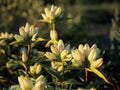 100 Cream Gentian Seeds – Gentiana flavida Wildflower Seeds for Pollinator Gardens, Cottage, Meadow & Natural Landscapes