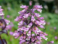 Calico Beardtongue Seeds – Penstemon calycosus Wildflower Seeds for Pollinator Gardens, Borders, Meadow Plantings