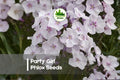 Party Girl Phlox Seeds – 100+ Bright Star-Shaped Flowers, Mixed Colors, Annual, Phlox drummondii, Full Sun, Easy to Grow