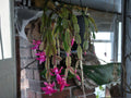 Proud Tina Christmas Cactus Starter Plant | Schlumbergera truncata | Holiday Blooming Houseplant | Tropical Succulent