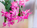 Roxanne Christmas Cactus Starter Plant | Schlumbergera truncata Holiday Blooming Houseplant | Exotic Indoor Succulent