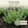 Thyme Seeds – 300 Heirloom Culinary Herb Seeds for Garden & Container Growing – Thymus vulgaris