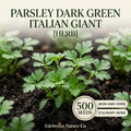 Italian Giant Parsley Seeds – 500 Dark Green Flat Leaf Herb Garden Seeds for Culinary Use