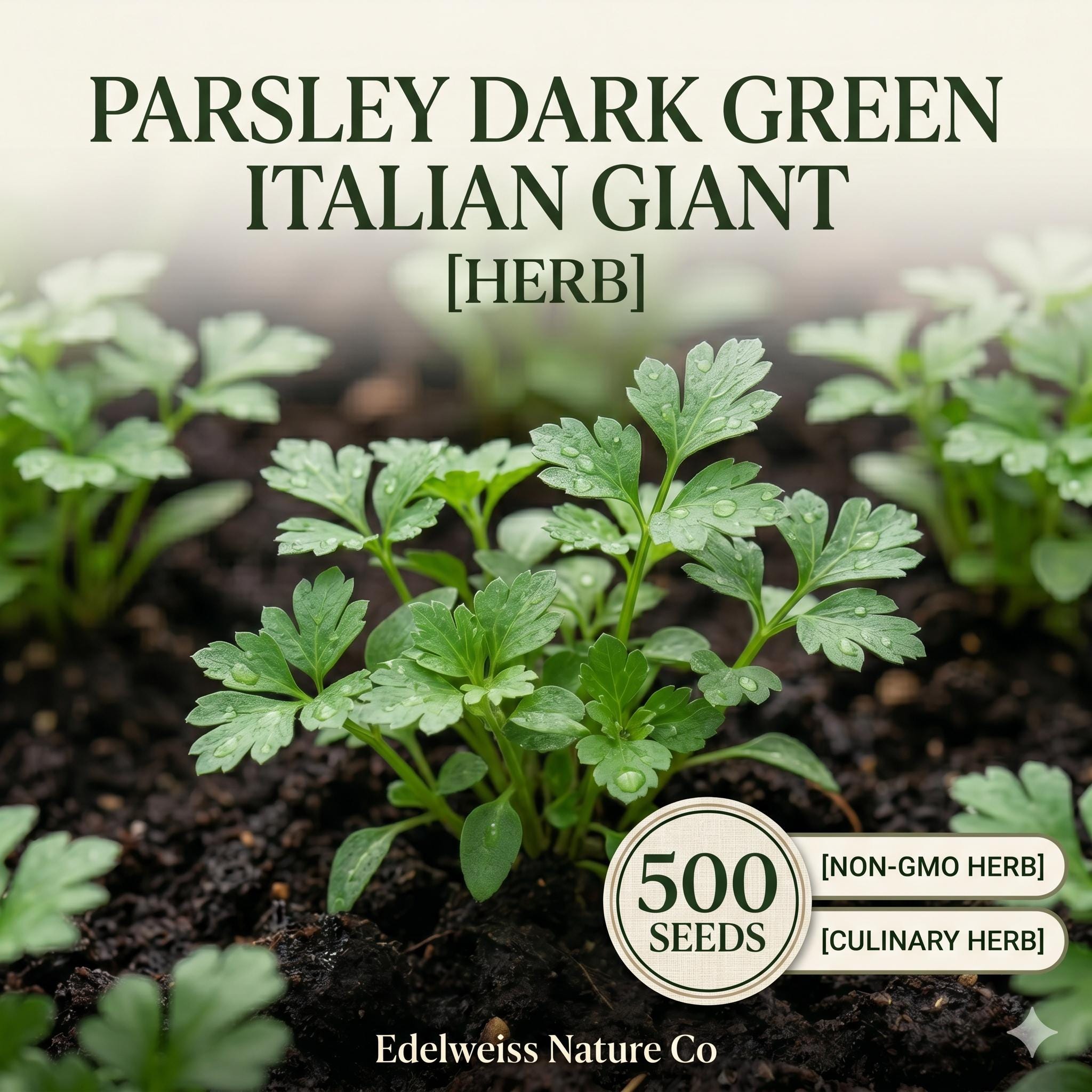 Italian Giant Parsley Seeds – 500 Dark Green Flat Leaf Herb Garden Seeds for Culinary Use