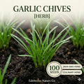 Garlic Chives Seeds 100 Pack – Culinary Herb for Asian Cuisine – Chinese Chives (Allium tuberosum)