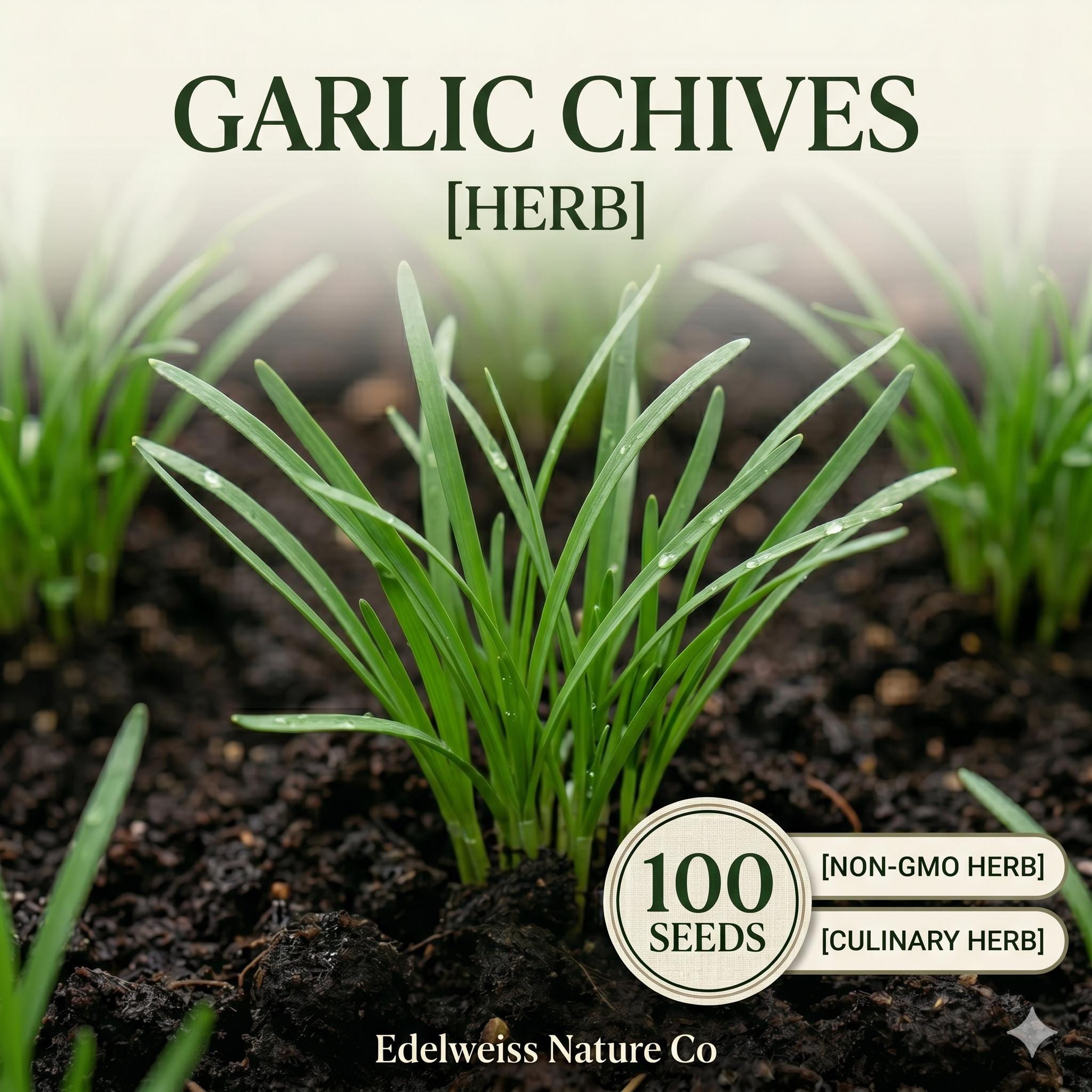 Garlic Chives Seeds 100 Pack – Culinary Herb for Asian Cuisine – Chinese Chives (Allium tuberosum)
