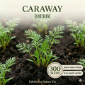 Heirloom Caraway Seeds 300 Pack – Culinary Herb & Spice – Grow Your Own Caraway (Carum carvi) for Herbs, Pollinators & Flavor