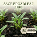 Broadleaf Sage Seeds - Culinary Herb Seeds for Planting - Salvia officinalis, Perennial, Silvery Green Leaves