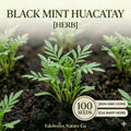 Huacatay Seeds – Peruvian Black Mint, Culinary Herb, Tagetes minuta, Aromatic, Edible, Rare Herb Seeds