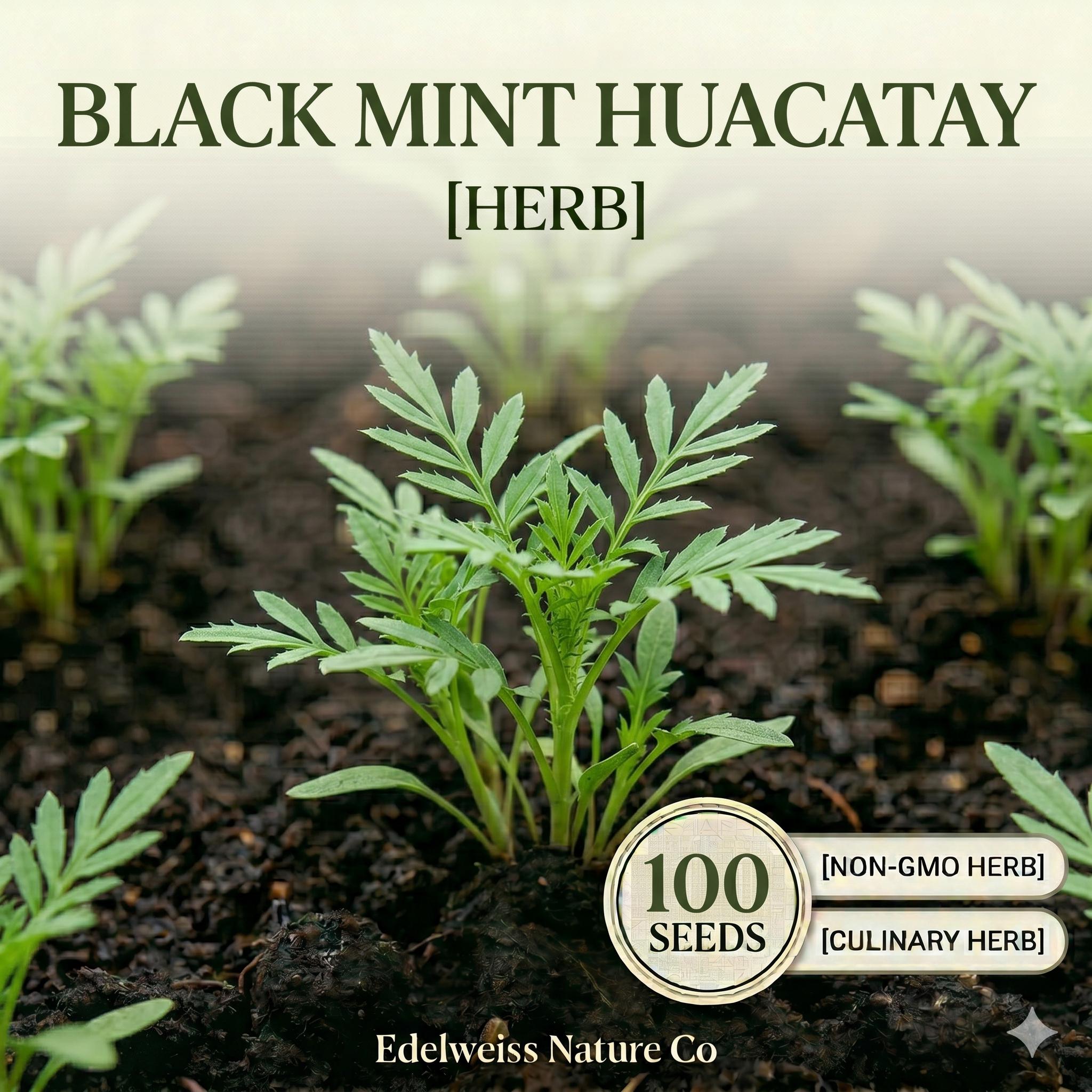 Huacatay Seeds – Peruvian Black Mint, Culinary Herb, Tagetes minuta, Aromatic, Edible, Rare Herb Seeds