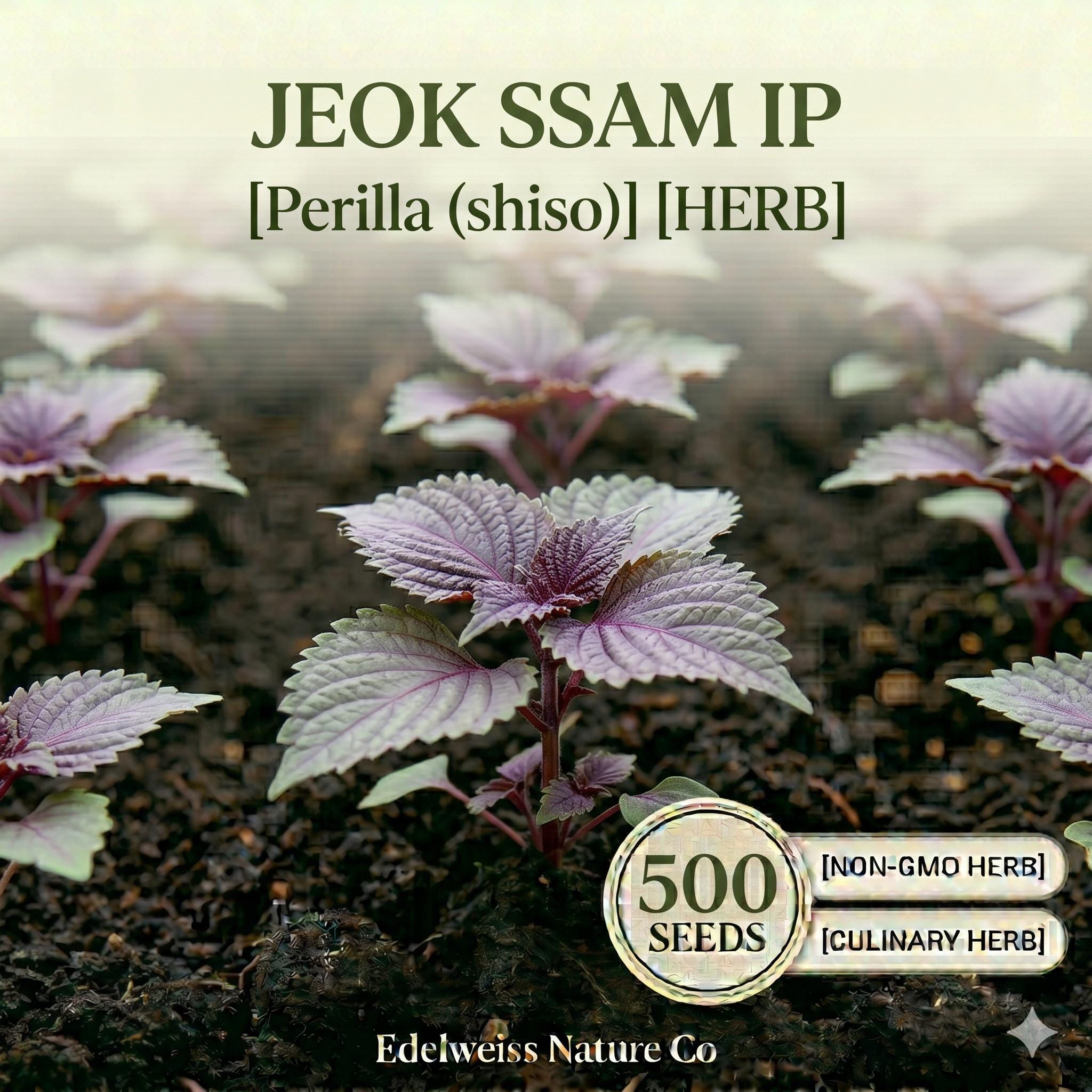 Jeok Ssam Ip Perilla Seeds – 500 Red Shiso Herb Seeds for Korean Cuisine, Edible Ornamental, Aromatic, Annual Plant