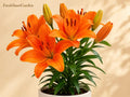 Surfside Orange Asiatic Lily Bulbs – Bright Summer Flowering Perennial – Lilium Asiatic Hybrid