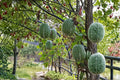 Shark Fin Melon Seeds – Cucurbita ficifolia – Edible Vining Fruit Plant for Garden & Outdoor Growing