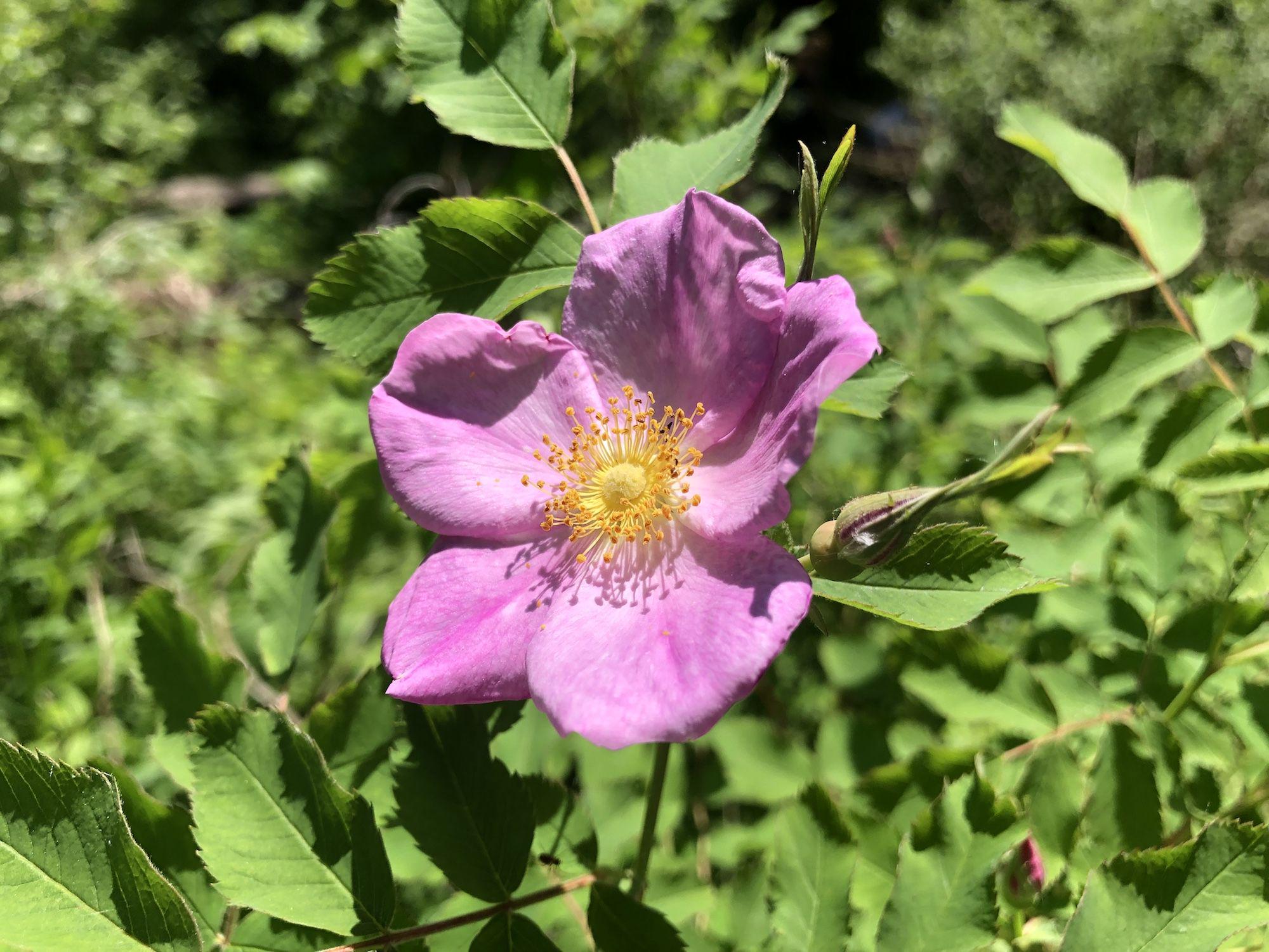 15 Prairie Wild Rose Seeds Rosa arkansana Ornamental Shrub for Landscape & Garden Bed