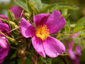 15 Pasture Rose Seeds Rosa carolina Ornamental Shrub for Landscape, Garden Bed & Collector Projects