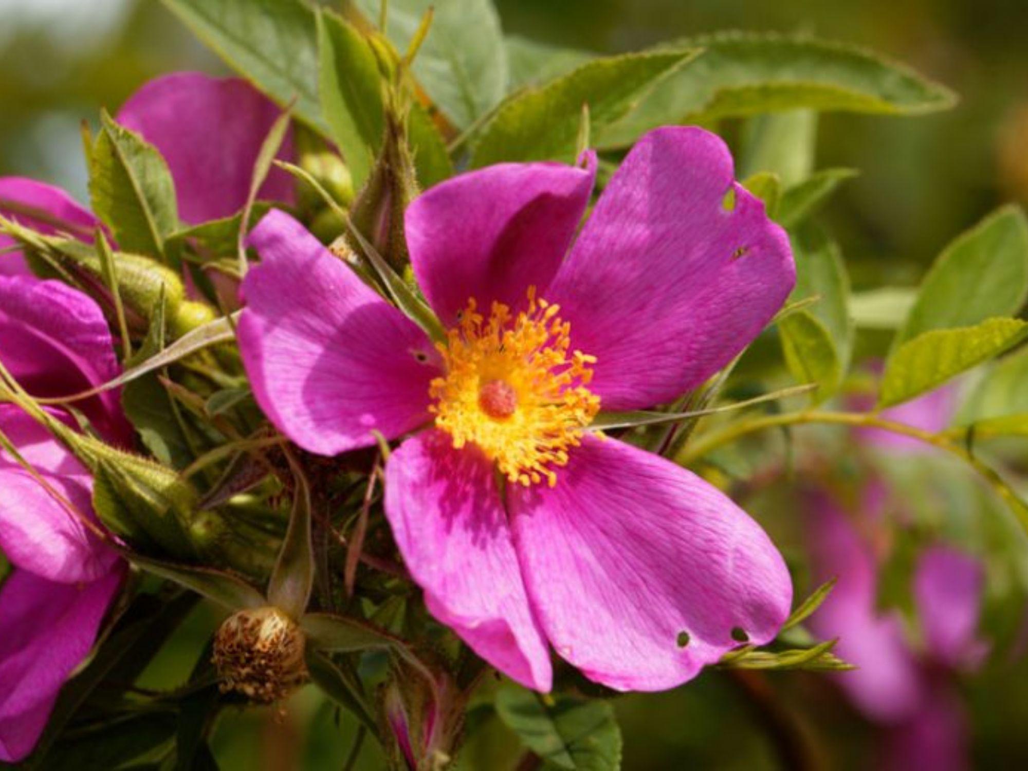 15 Pasture Rose Seeds Rosa carolina Ornamental Shrub for Landscape, Garden Bed & Collector Projects