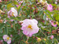 30 Swamp Rose Seeds – Rosa palustris Wetland Wildflower Seeds for Rain Gardens, Moisture-Loving Native Plantings