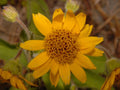 100 Meadow Arnica Seeds – Wildflower Seeds for Pollinator Gardens, Cottage Garden, Arnica chammisonis