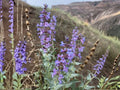 50 Sand Penstemon Seeds – Penstemon acuminatus Wildflower Seeds for Pollinator Gardens and Cottage Landscaping