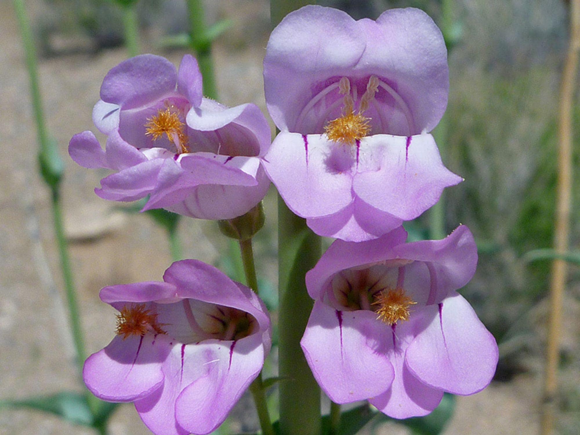 50 Penstemon palmeri Seeds | Palmers Penstemon Wildflower Seeds for Pollinator Gardens & Tropical Landscapes