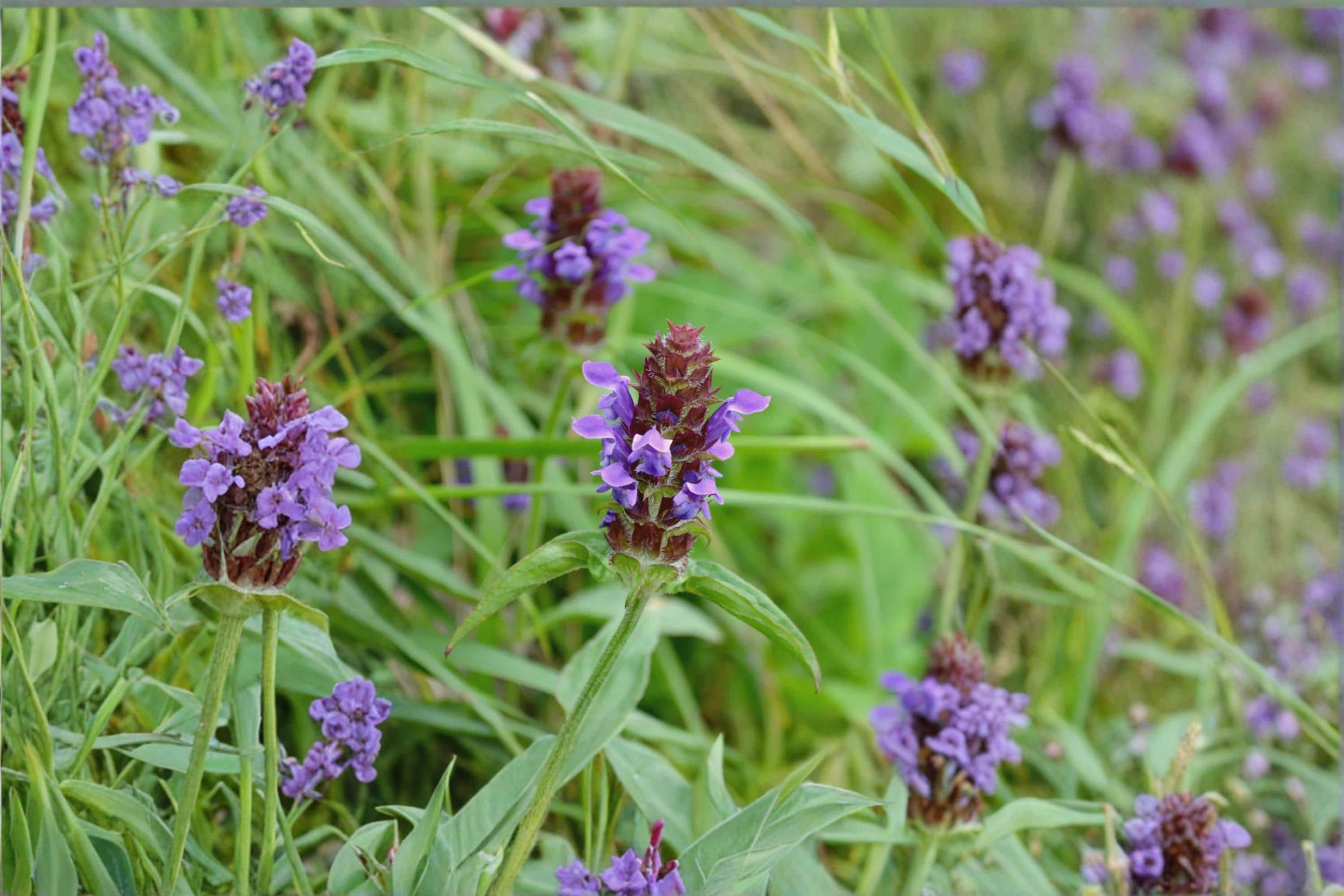Self Heal Seeds – Prunella vulgaris Perennial Flowering Plant with Violet Spikes, 50 Seeds for Garden, Meadow, and Wildflower Planting