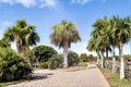 Palmetto Seeds, Sabal palmetto, Fan Palm Tree, Tropical Landscape, Garden Tree, Outdoor Planting, 10 Seeds