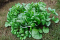 Space Hybrid Spinach Seeds – Leafy Green Vegetable, Spinacia oleracea, Salad Greens, Container Garden, 200+ Seeds