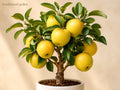 Yellow Delicious Apple Bare Root Tree – Malus domestica, 12-18 Inch, Deciduous Fruit Tree for Edible Landscaping and Backyard Orchards