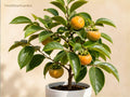 Native Persimmon Tree Bare Root Starter – Diospyros virginiana, Edible Fruit, Fall Foliage, Wildlife Garden