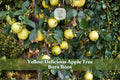 White Paper Birch Seedling Betula papyrifera - Ornamental Shade Tree for Landscaping