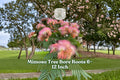Mimosa Tree Bare Roots 6–12 Inches | Albizia julibrissin Pink Flowers, Fern-Like Foliage, Ornamental Landscape Seedlings