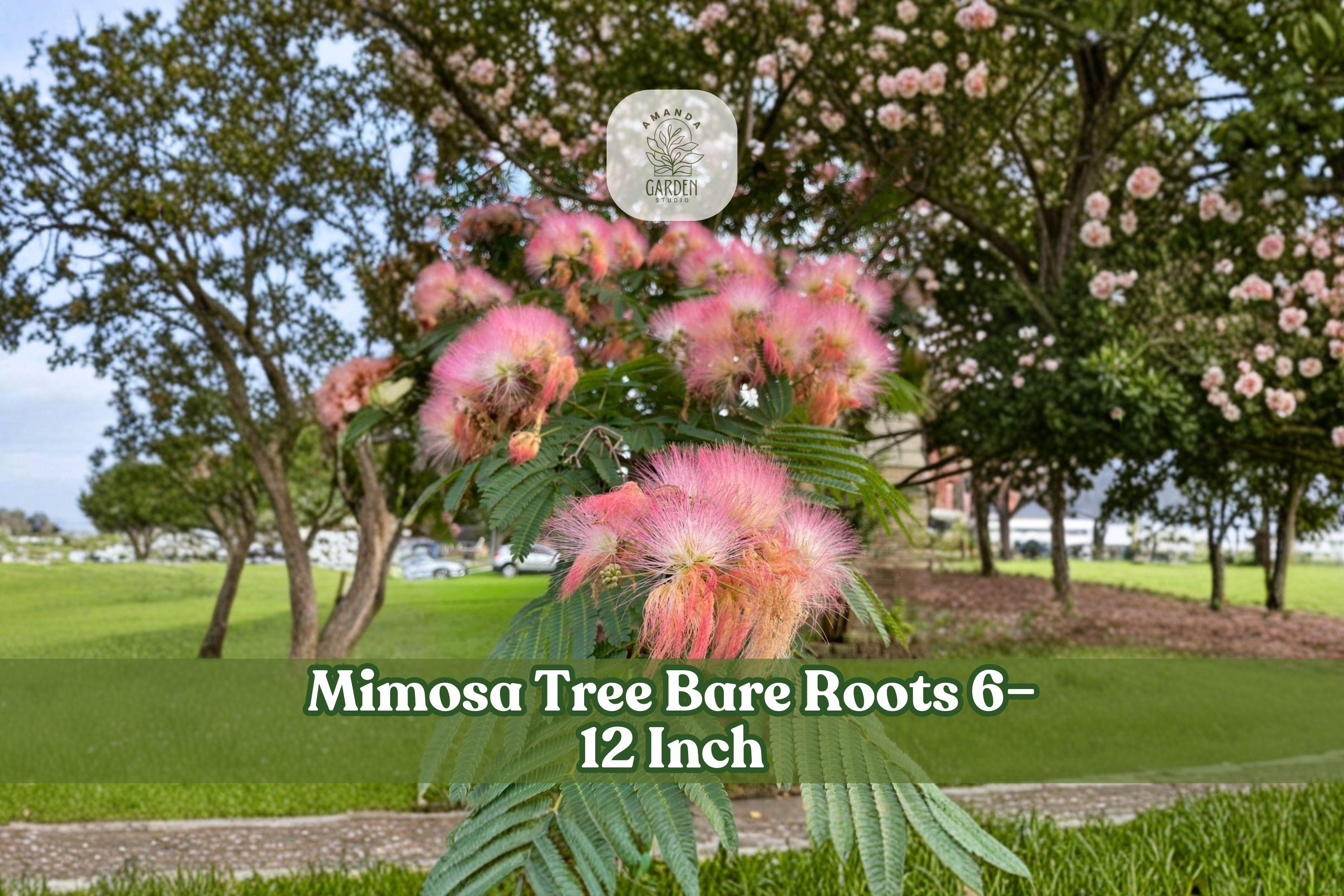 Mimosa Tree Bare Roots 6–12 Inches | Albizia julibrissin Pink Flowers, Fern-Like Foliage, Ornamental Landscape Seedlings