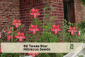 Texas Star Hibiscus Seeds – 50 Scarlet Red Flower Seeds for Pollinator Gardens, Hibiscus coccineus, Perennial, Full Sun, Moist Soil