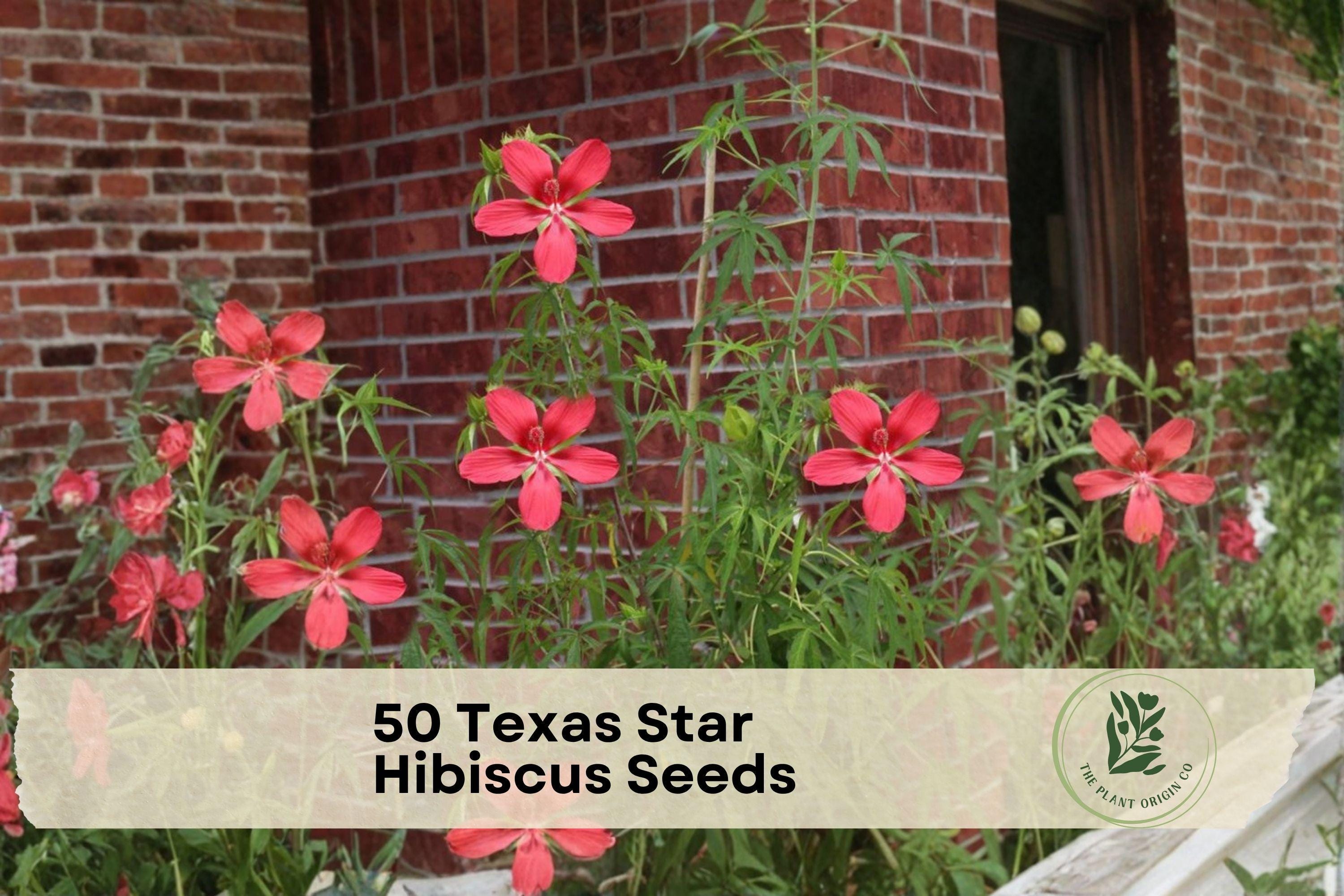Texas Star Hibiscus Seeds – 50 Scarlet Red Flower Seeds for Pollinator Gardens, Hibiscus coccineus, Perennial, Full Sun, Moist Soil