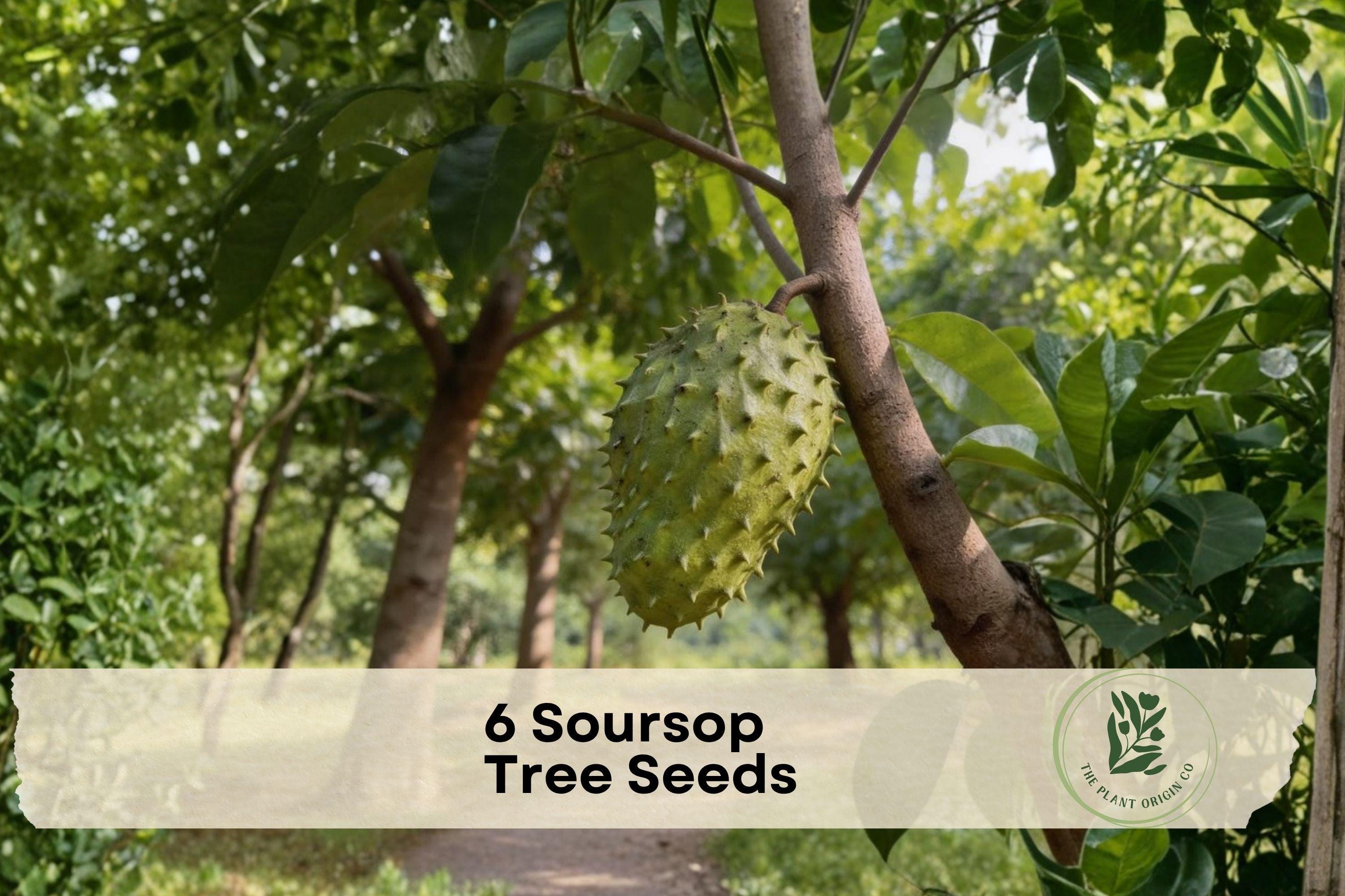 6 Soursop Tree Seeds - Annona muricata Tropical Fruit Tree for Gardens & Containers