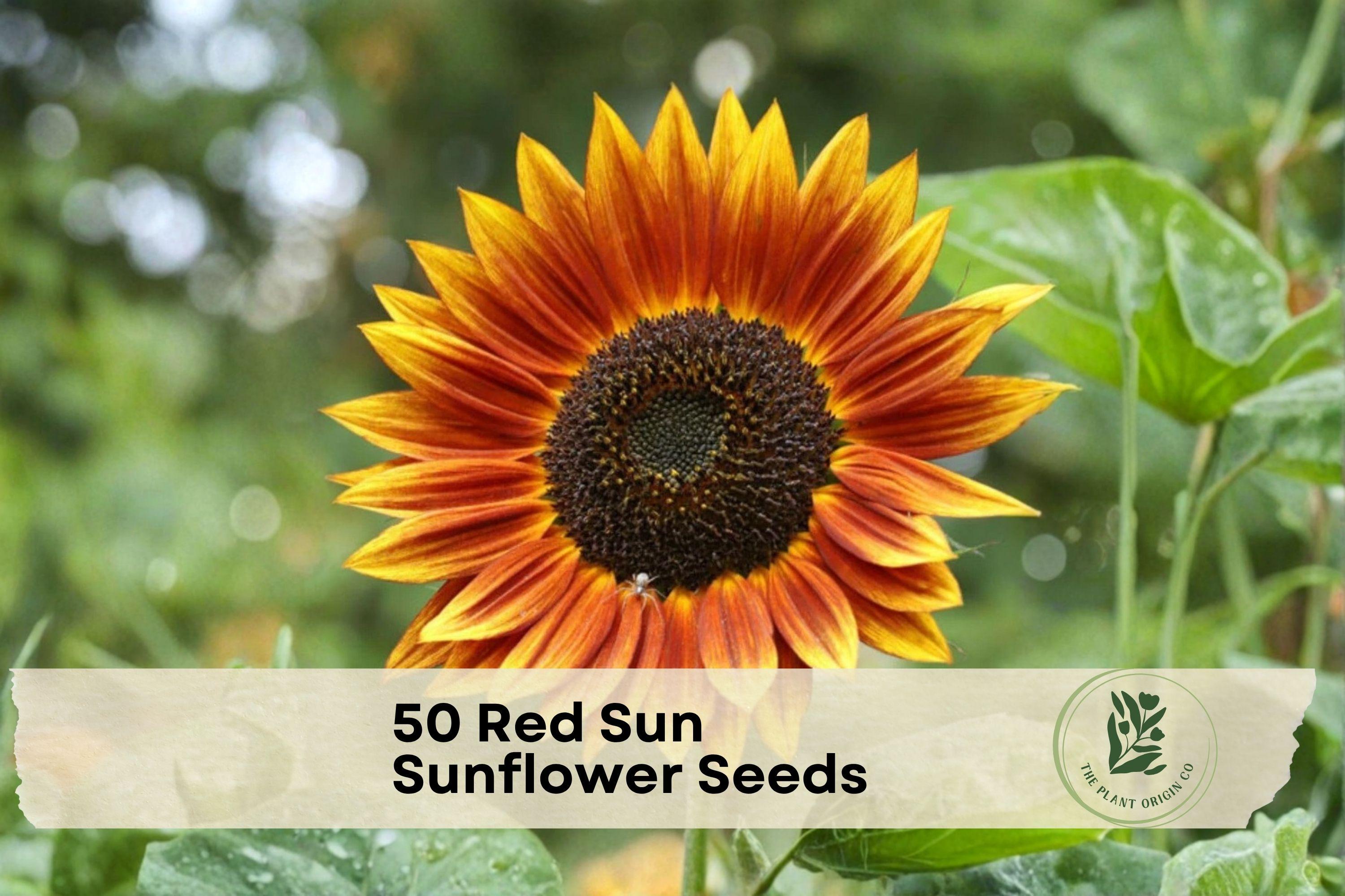 Red Sun Sunflower Seeds – 50 Heirloom Non-GMO, Burgundy & Copper Blooms, Pollinator Friendly, Helianthus annuus