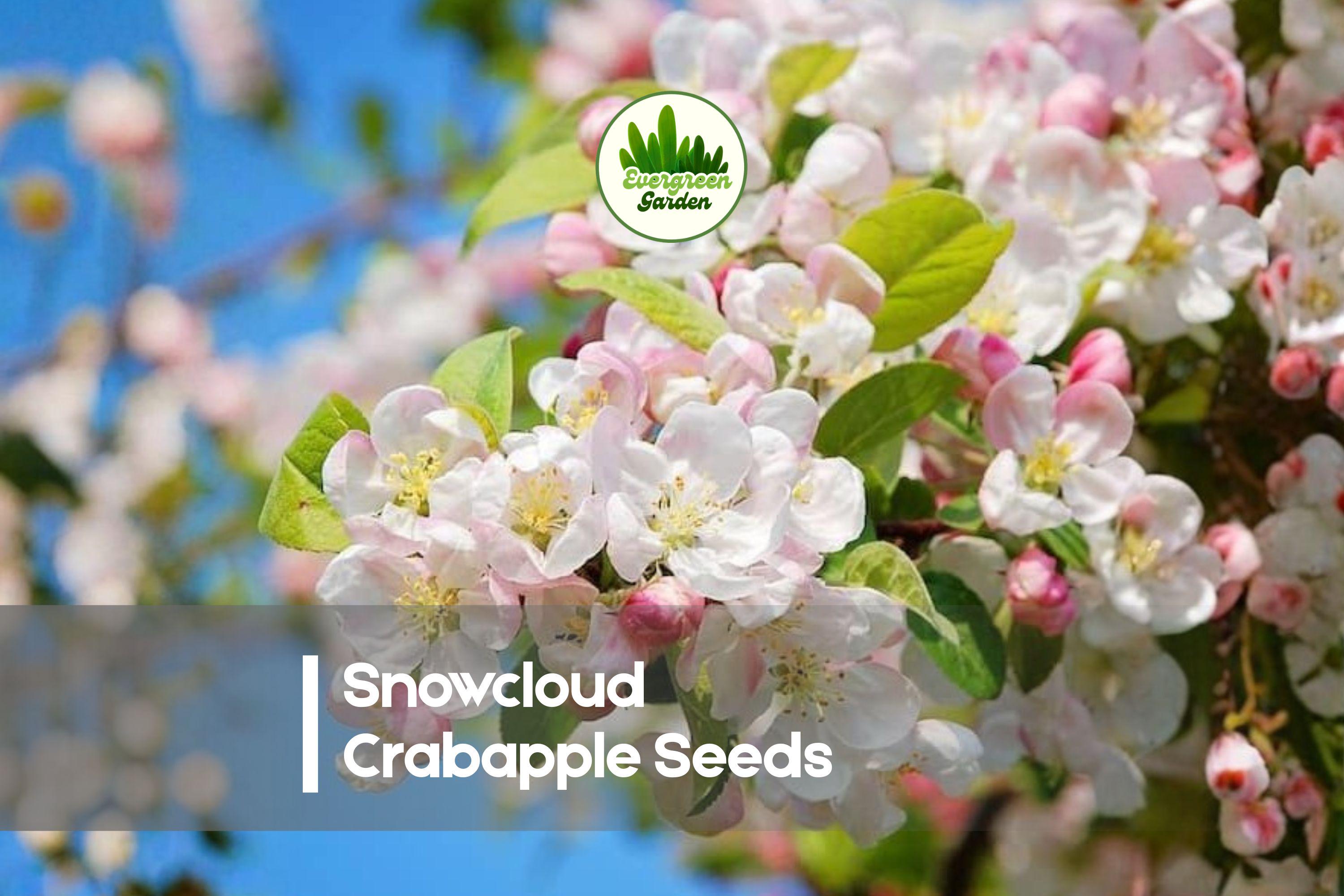 Snowcloud Crabapple Seeds - Ornamental Flowering Tree with White Blossoms, Pollinator-Friendly, Malus spp., Garden, Landscape, 25+ Seeds