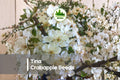 25+ Tina Crabapple Seeds - Compact Ornamental Tree with White Blossoms & Red Fruit, Malus sargentii 'Tina' for Gardens & Landscapes
